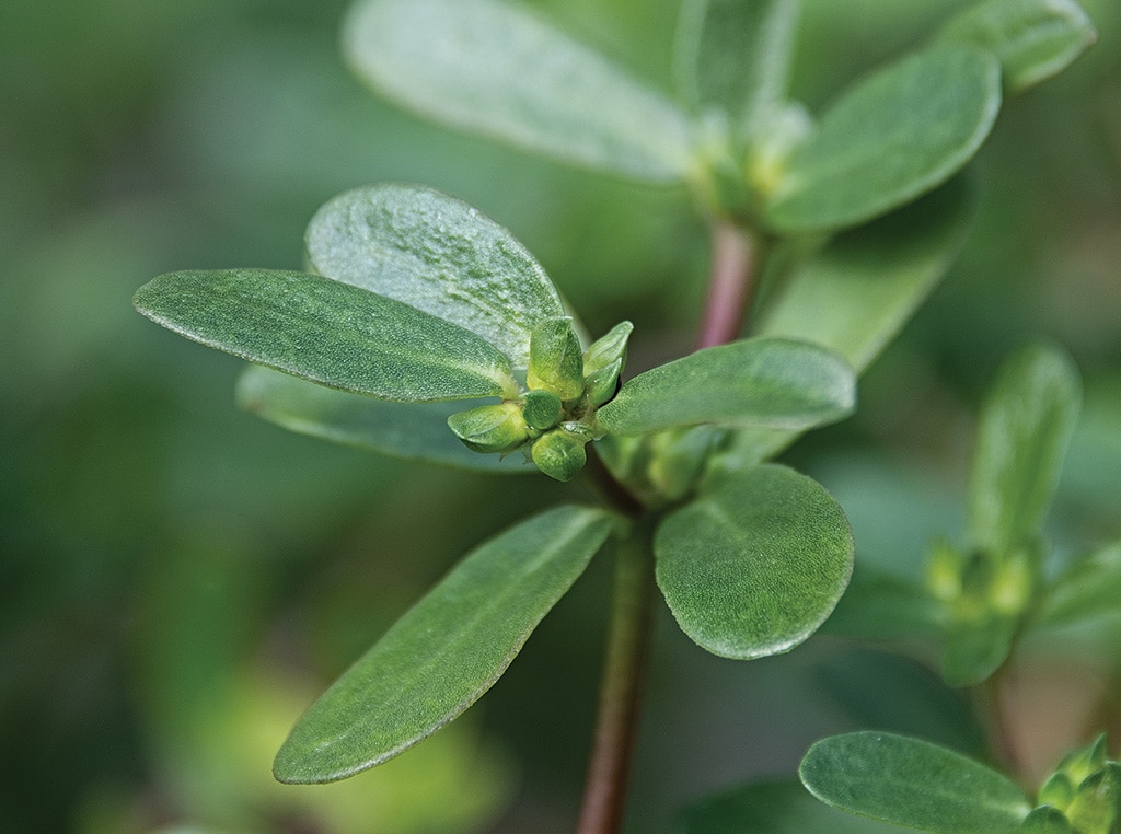 close-up of a plant