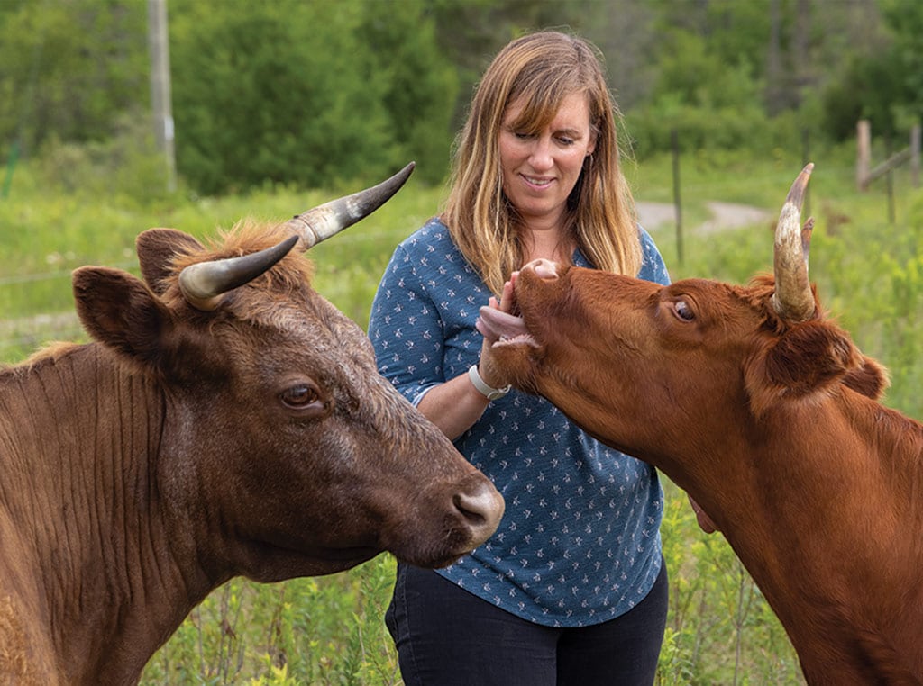 woman feeding cows