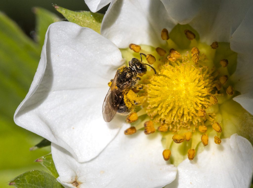 Bee vectoring works by having bees carry biocontrol agents to flowers as they collect pollen and nectar.