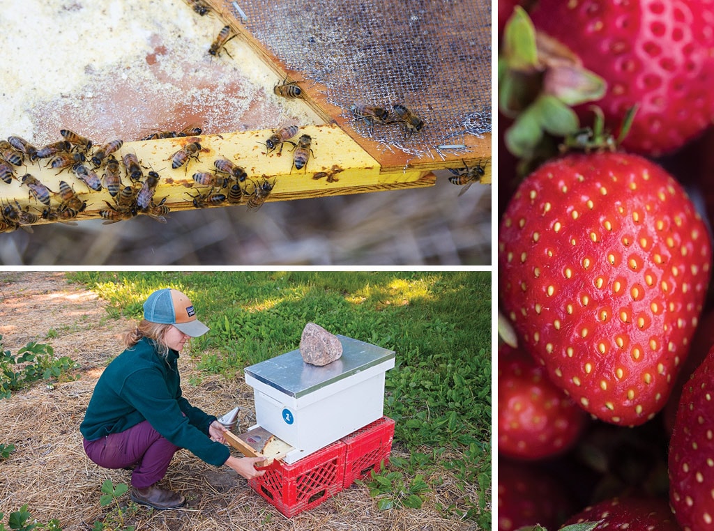 Willis Chan’s study is testing a variety of honeybee hive modifications for bee vectoring. BVT is the only company that has received approval by the EPA to deliver biocontrol agents via bee vectoring