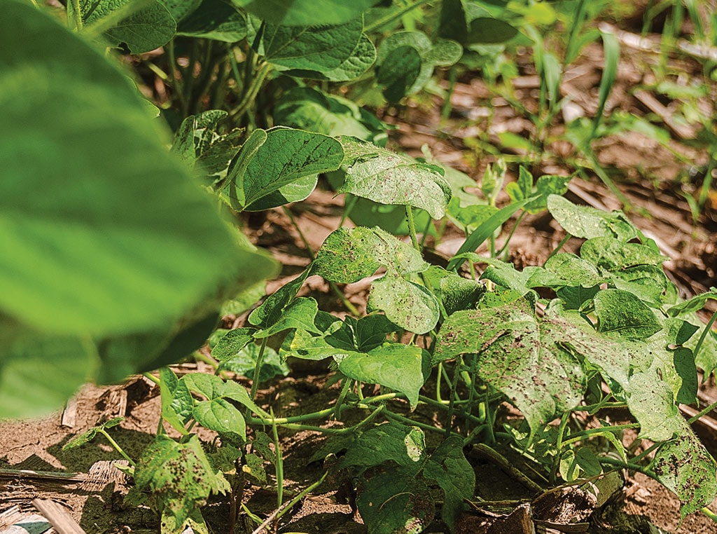 Research on early-season nutrient competition between weeds and soybeans shows significant losses as weeds grow taller, furthering need to control both grass and broadleaf weeds as early as possible