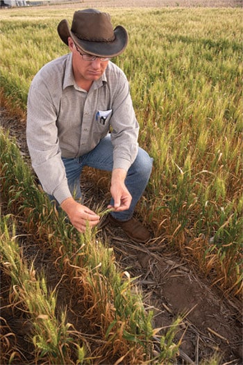 Lucas Haag says the lower yield of spring wheat grown on the High Plains may be offset by higher prices and the various rotational benefits the crop provides.