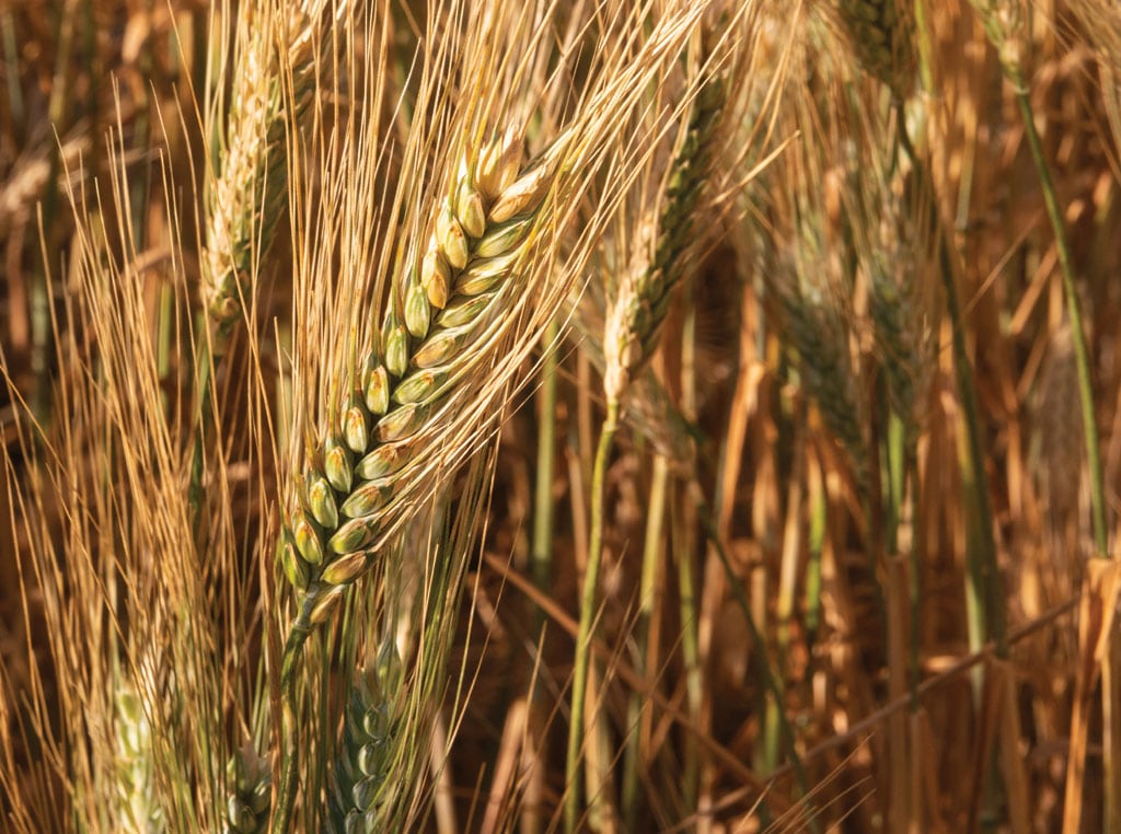 durum wheat photo