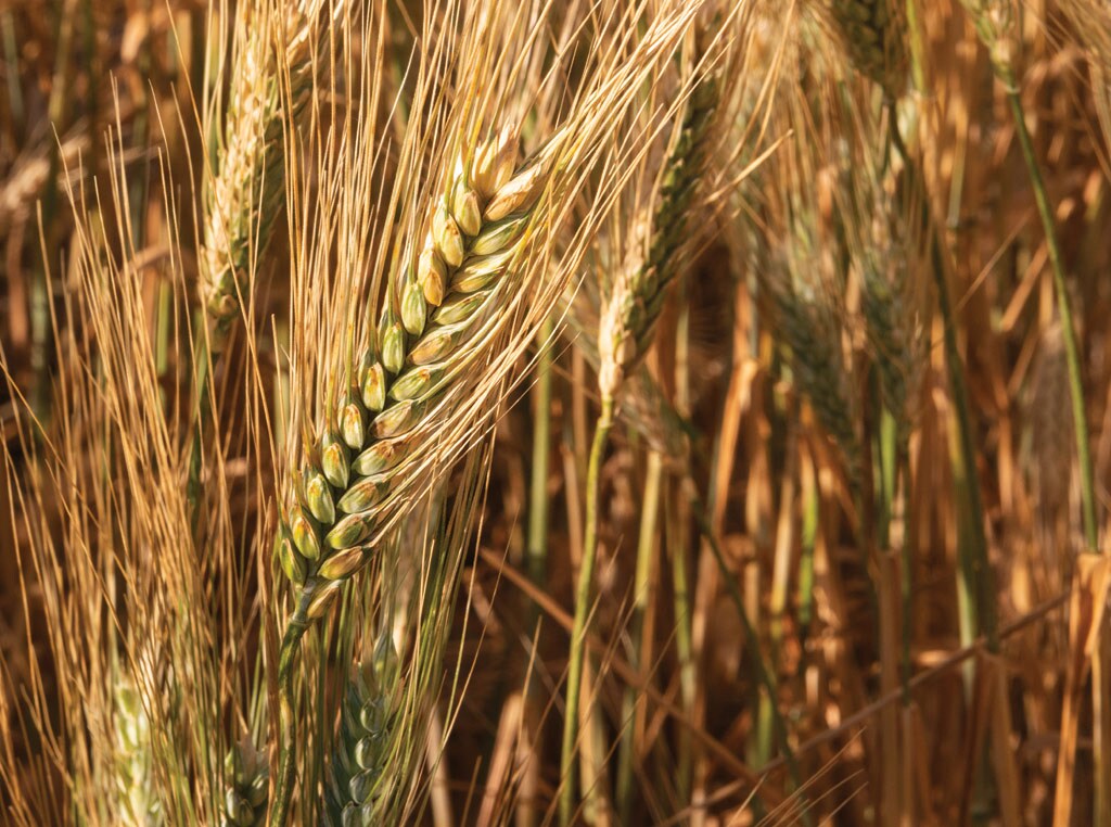 durum wheat photo