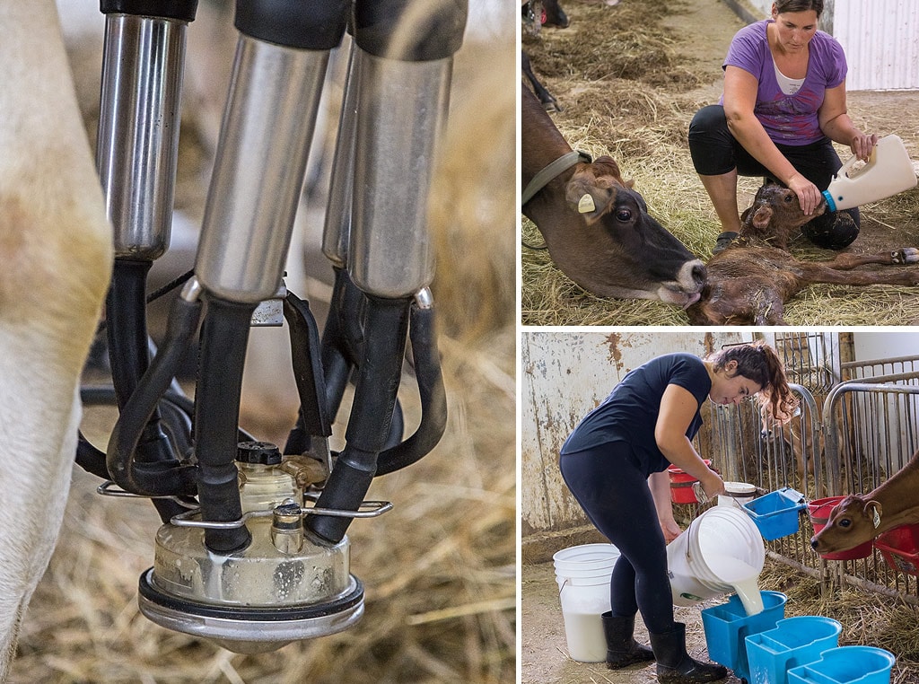 Collage of images of milking and caring for cows