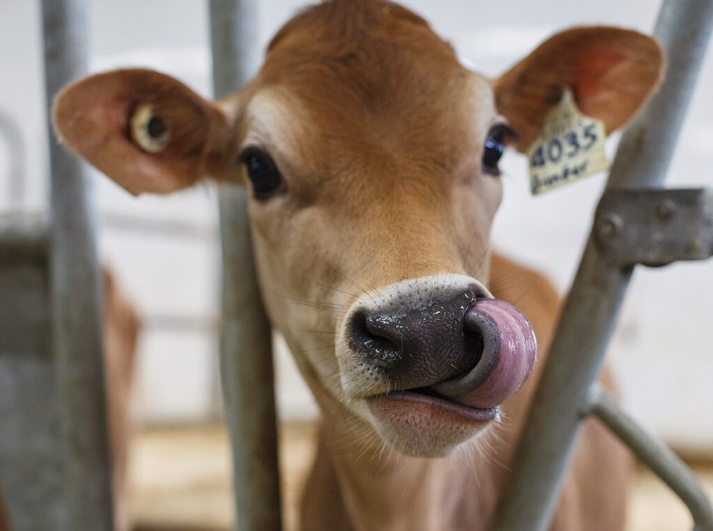 Cow licking