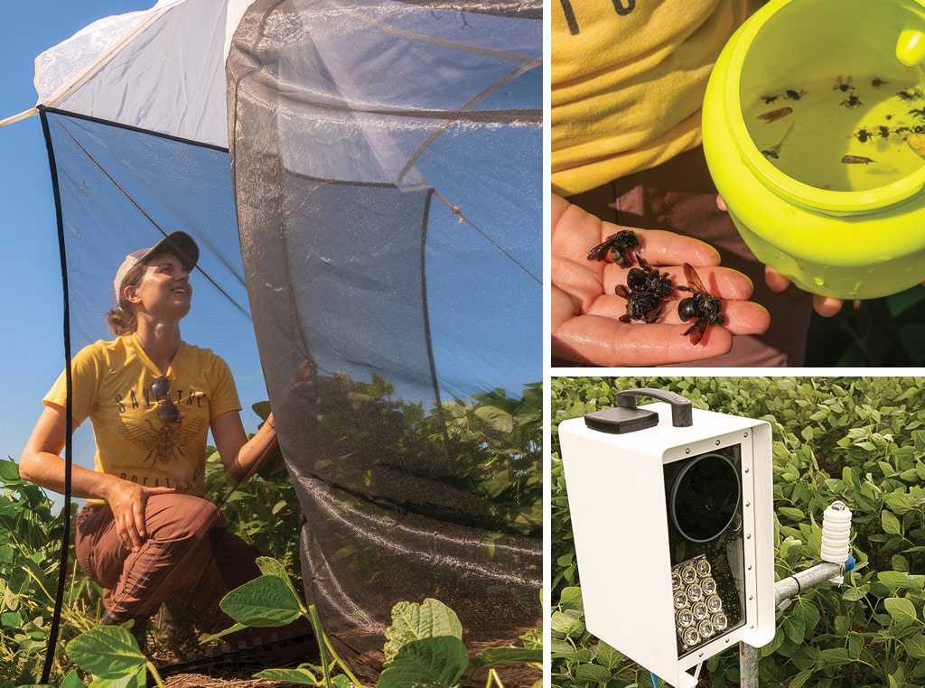Alex Michels checks an insect trap in a Kansas soybean field, a nearby sensor uses infrared light to identify insects remotely. Soap-filled bowls in the crop canopy were used to monitor bee population
