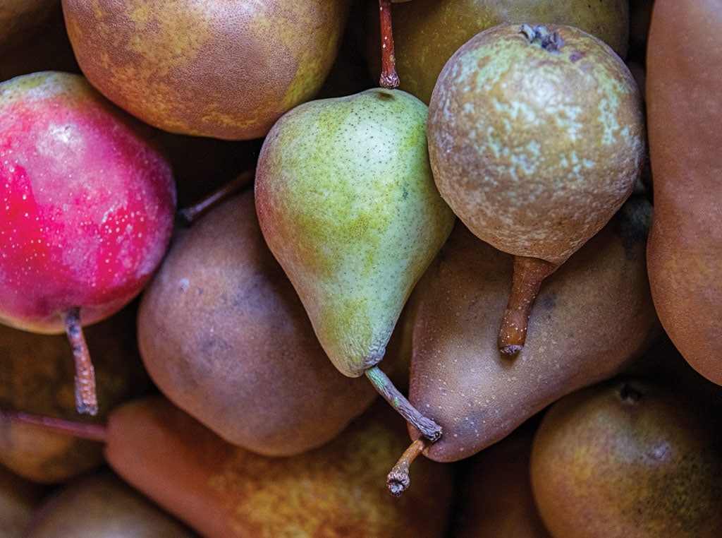 Perry pears photo