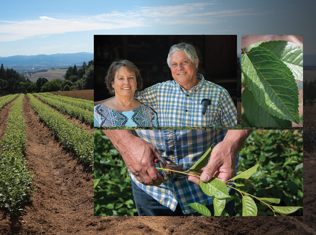 Dave and Mary Weil hosted young Victor Eremin for months during his first visit to the U.S. in 1996. A variety in Weil’s low-input plot, designed to challenge rootstocks. Trimming a Krymsk 86 cutting.