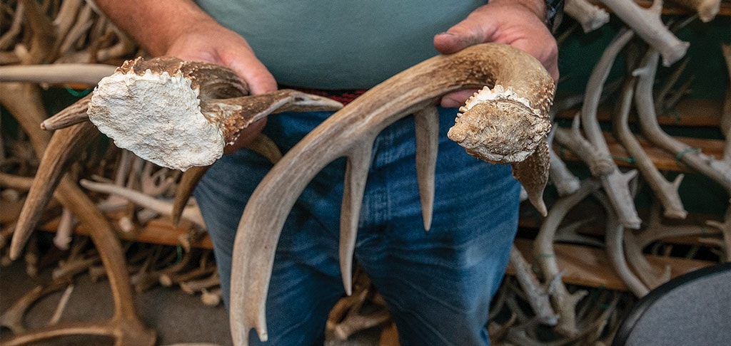 Antlers held in mans hands