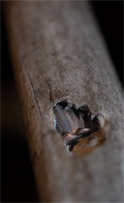 A once-in-a-lifetime find, an antler with a bullet lodged in it. The bullet had to ricochet before entering the horn to be in that position and the reduced velocity is the only reason it didn’t travel