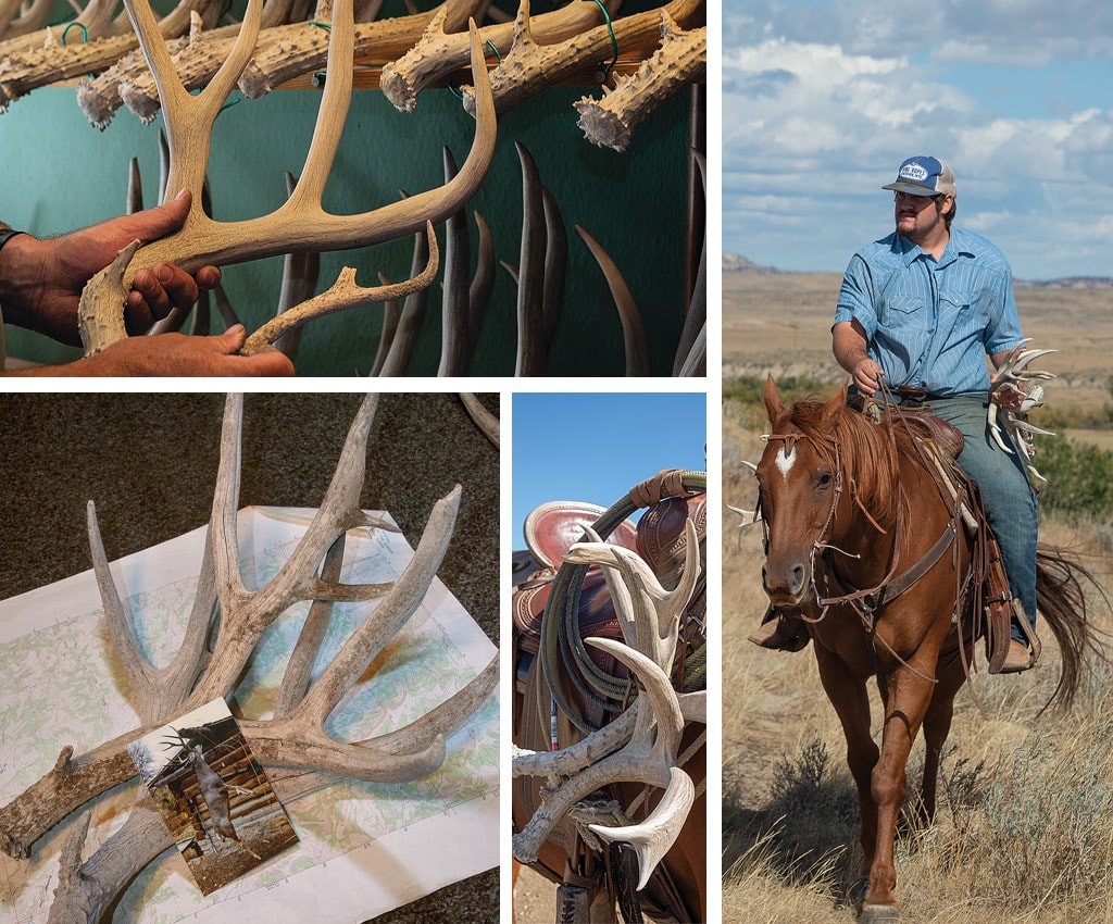 Sheds found 17 years apart but likely from the same deer. Robert Phipps picks up sheds while working on his family ranch.