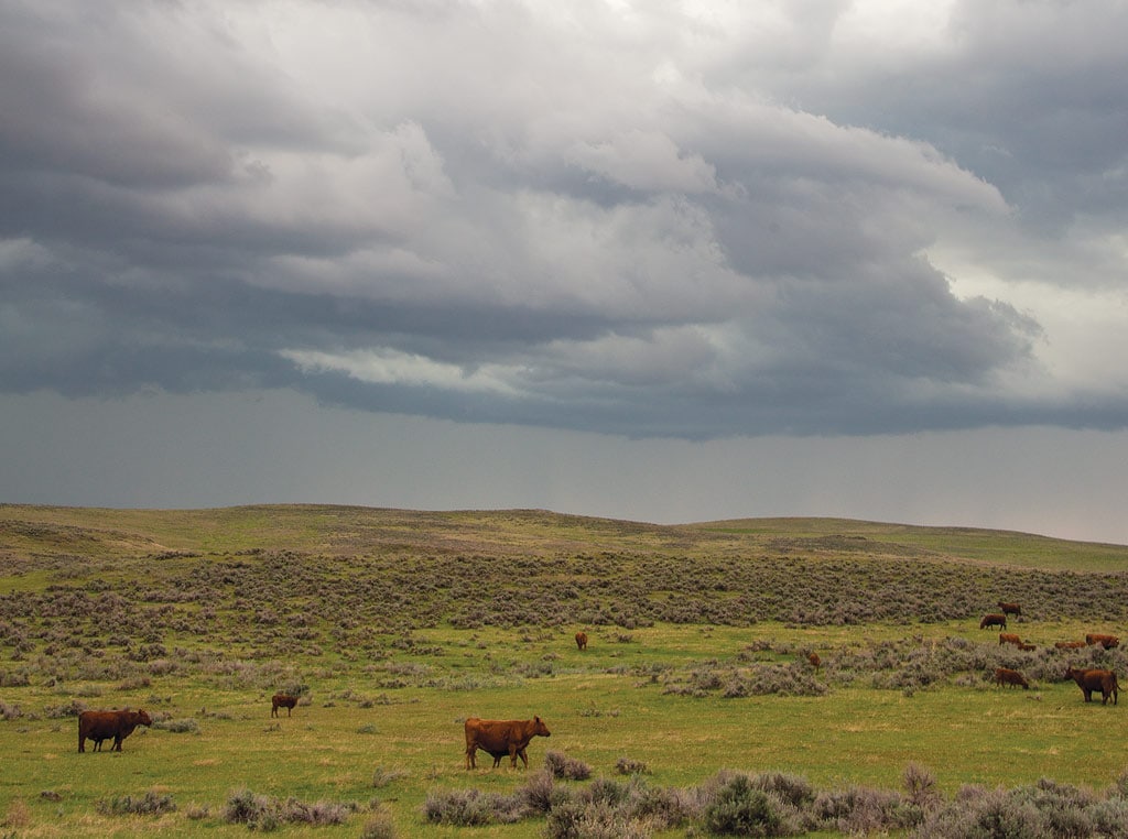 cloudy photo of landscape with cows