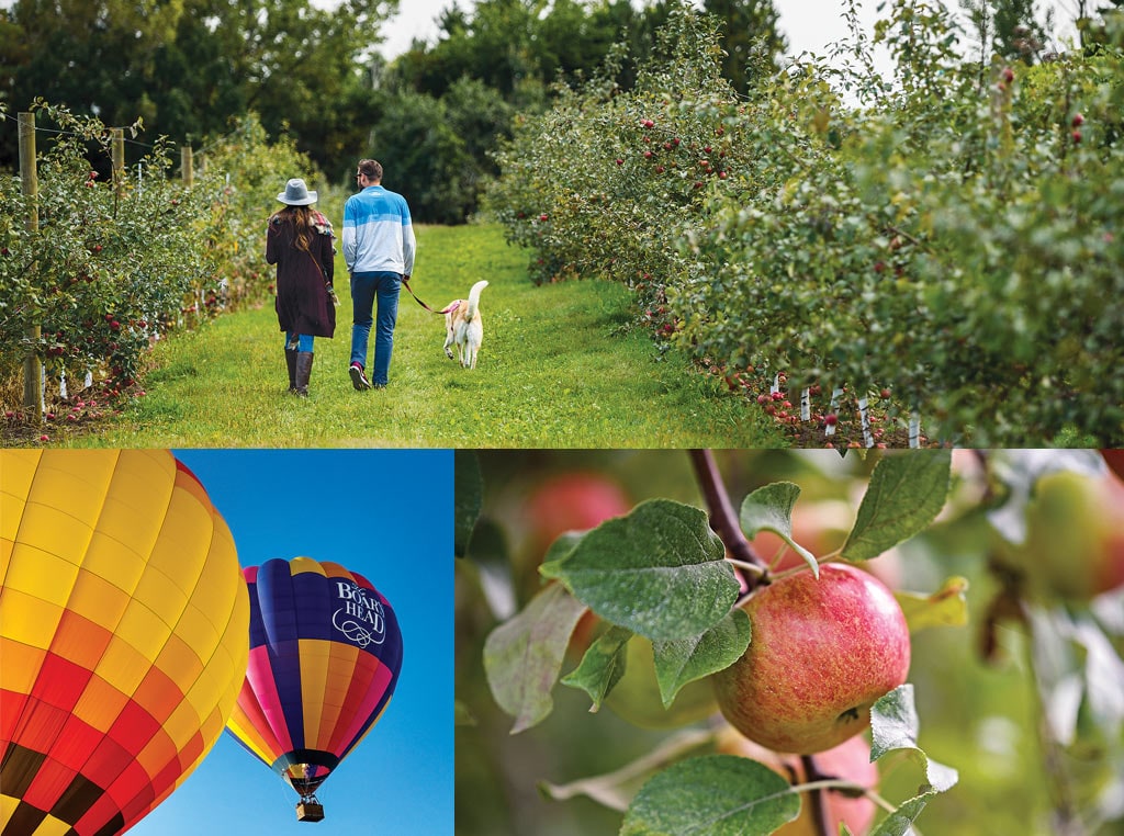 Balloons, apples, apple orchard and people walking dog