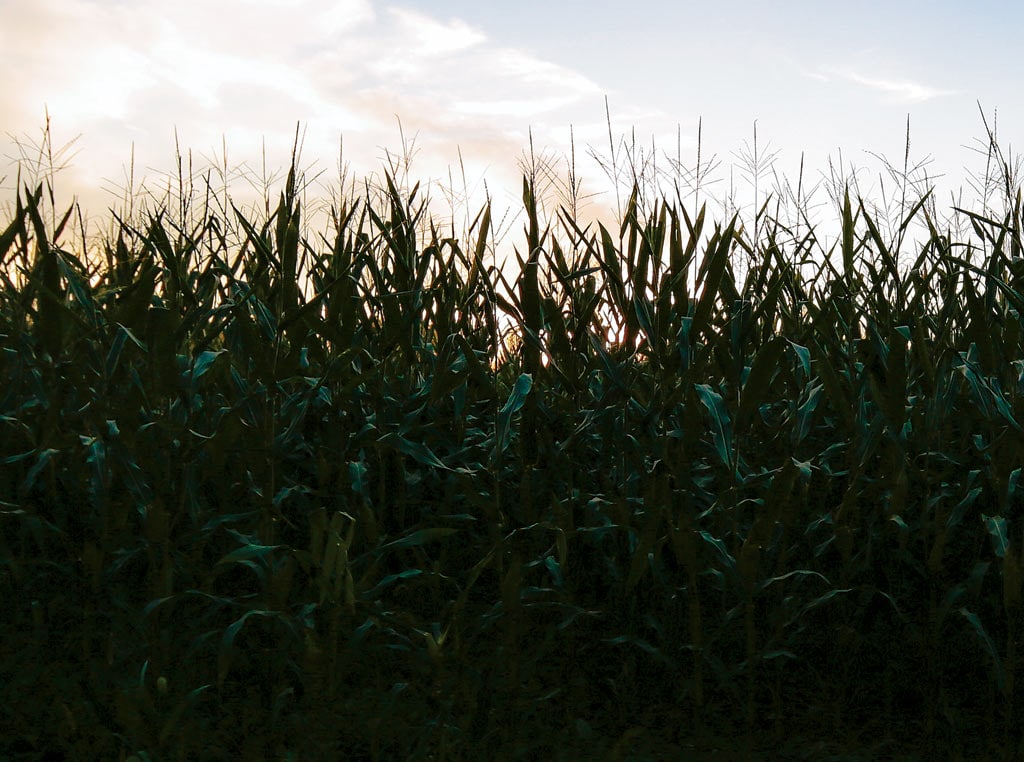 yeild corn crop