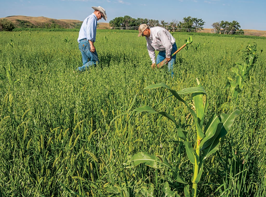 neighbors in pumpkin patch looking at crops