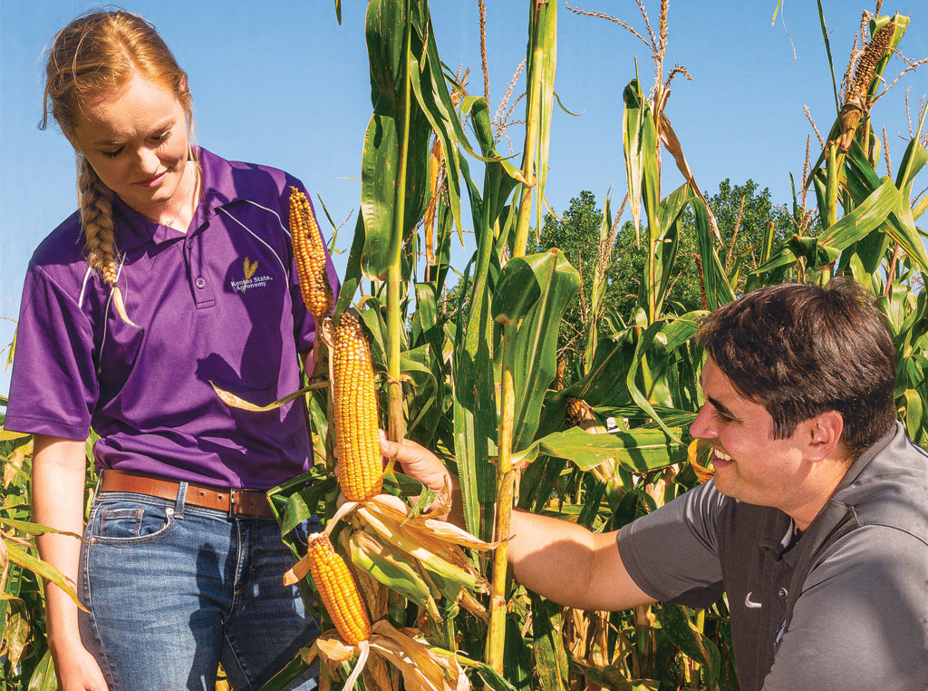 man and woman studying tillering in corn