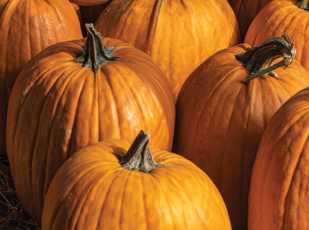 close up photo of pumpkins