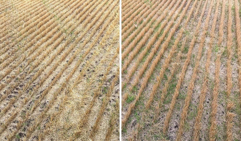 differences in crop rows and green