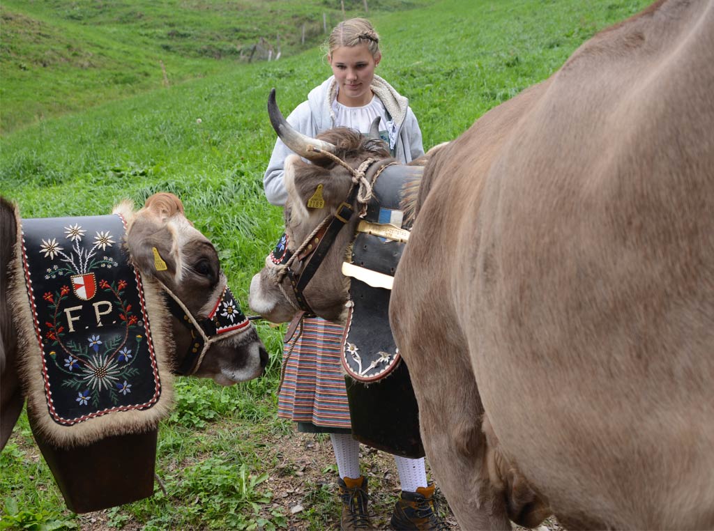 woman with cows