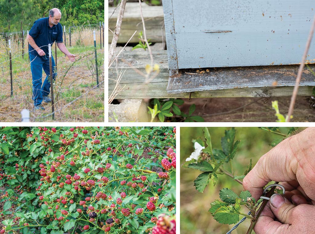 Bob Hays works to tie up a few new blackberry canes in field