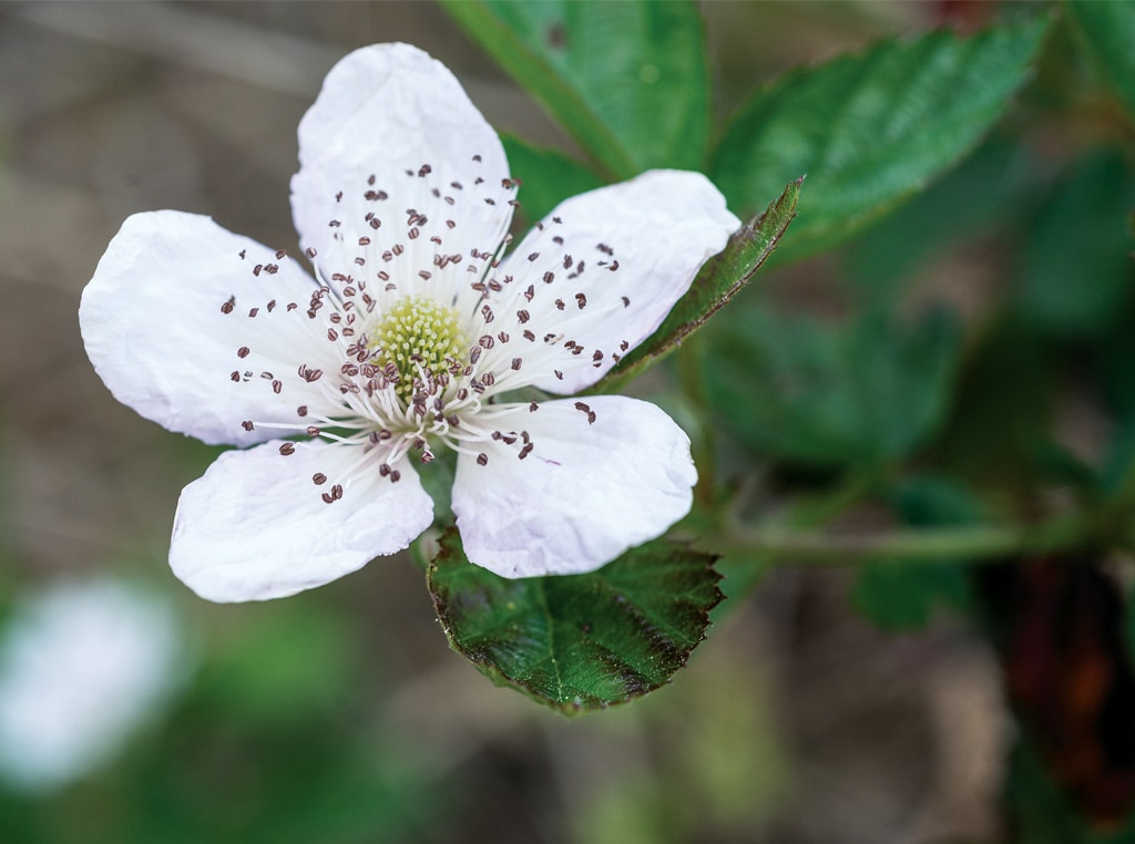 fleur de fleur de près