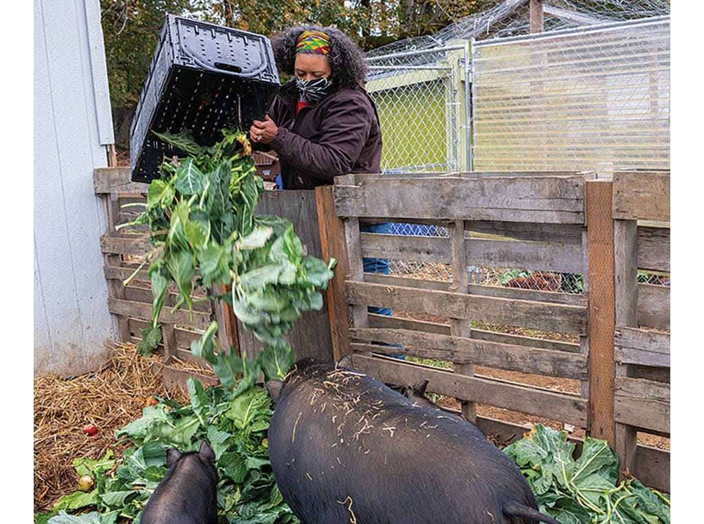 woman feeding pigs
