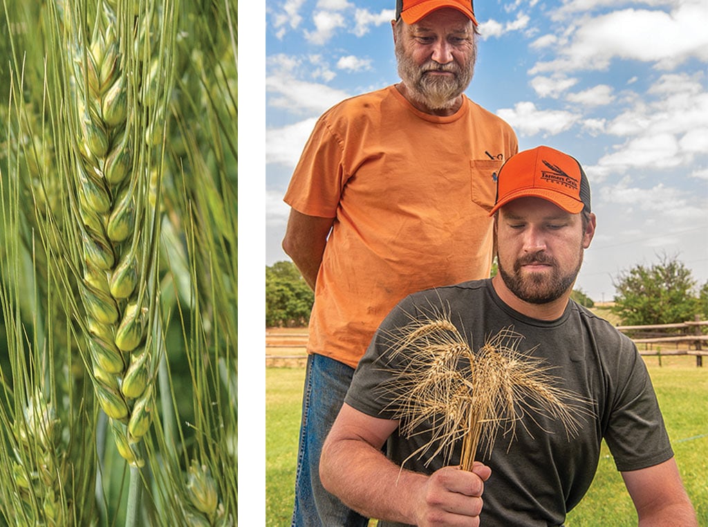 man holding wheat crop