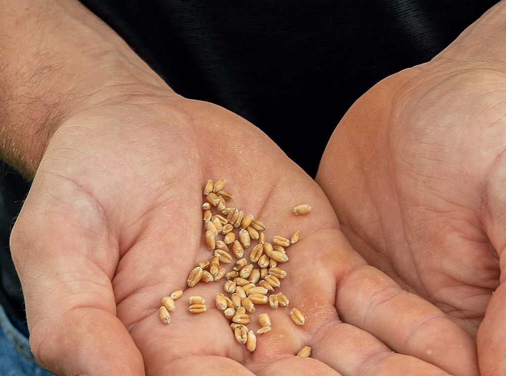 Hands with seeds in them