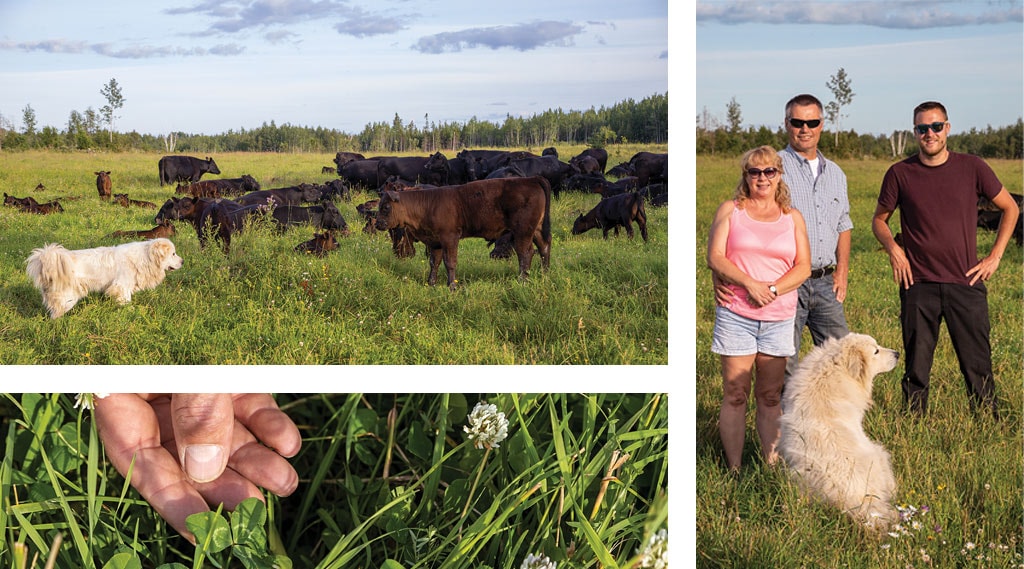 collage of cows, Ann, Paul and Peter, and flower close-up