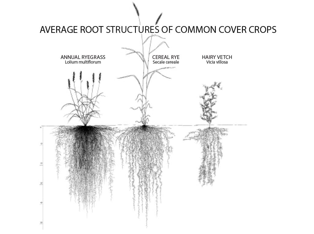 seedlings