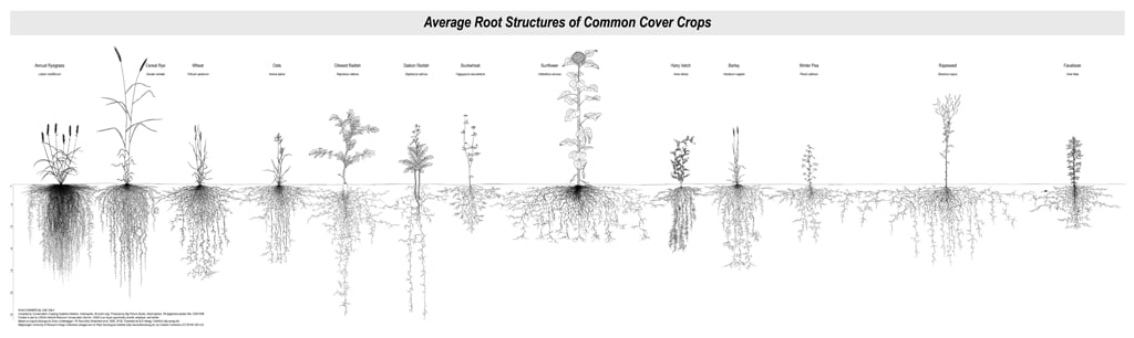 root diagram