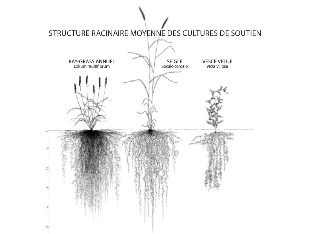 illustration de plantes