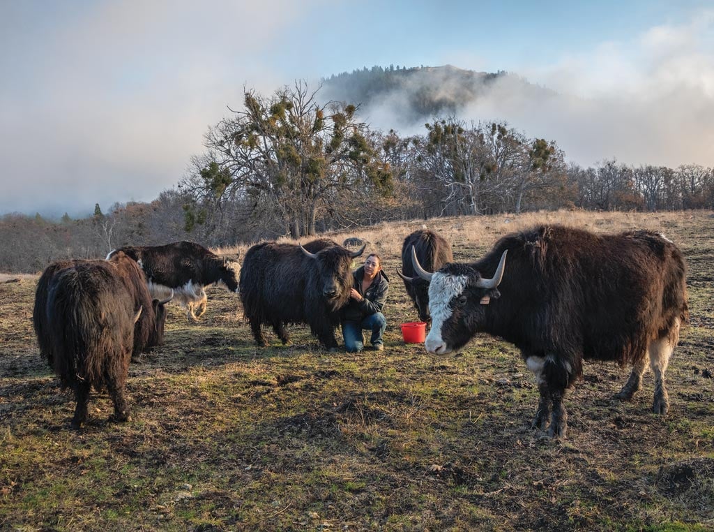 Yaks in a field with owner