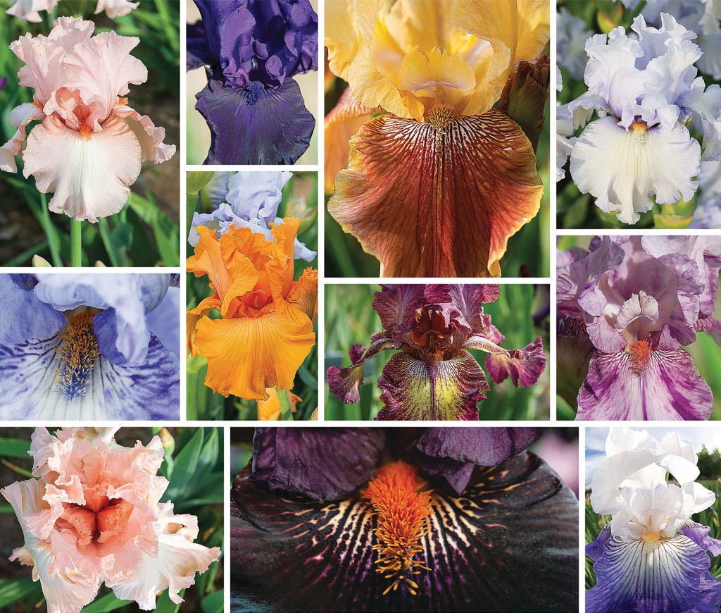 color scheme photo of various iris flowers