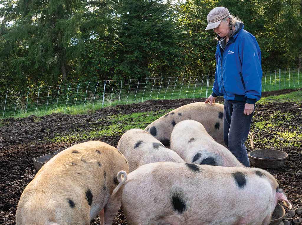 Woman standing with pigs