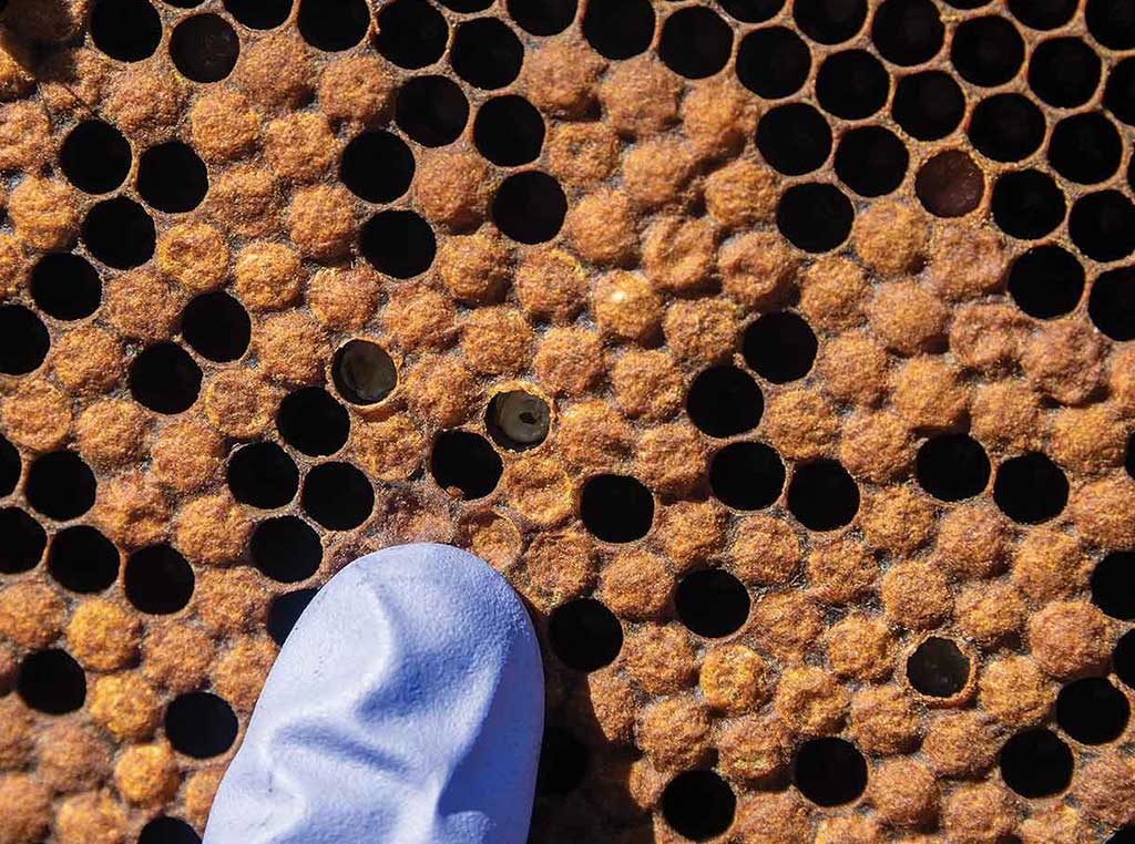 bee hive with varroa mite
