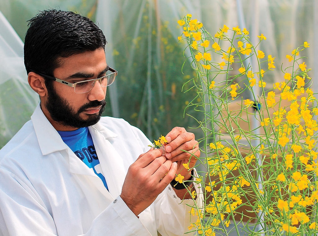 scientist inspecting plants