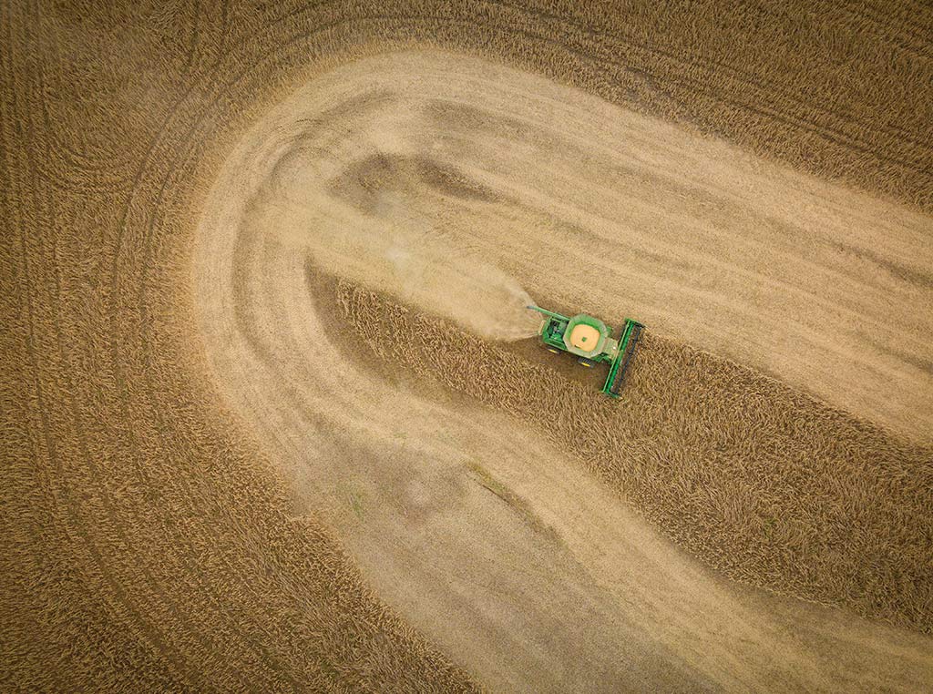 combine harvesting in field