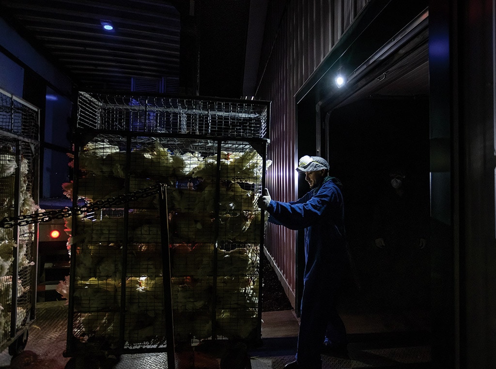 egg farm worker pushing cart of hens