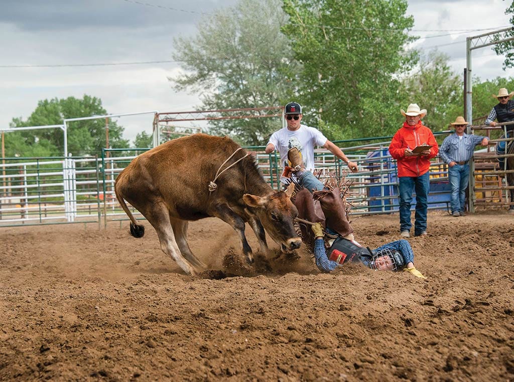 person falling off rodeo cattle