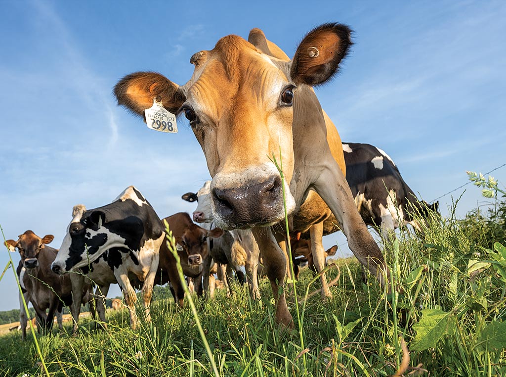 closeup of dairy cow