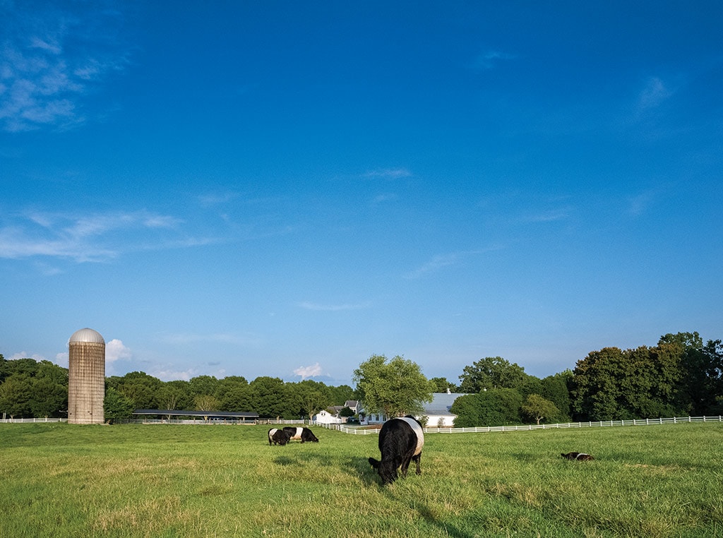 dairy farm with cattle and silo in distance