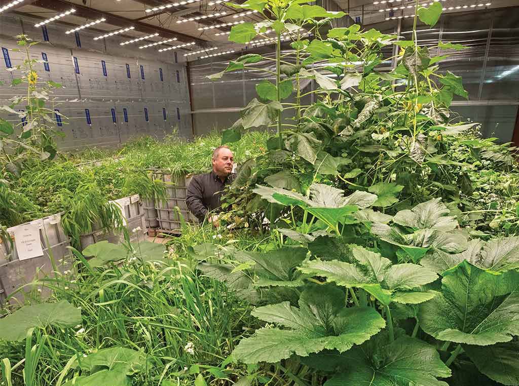man tending to cover crop plants indoors