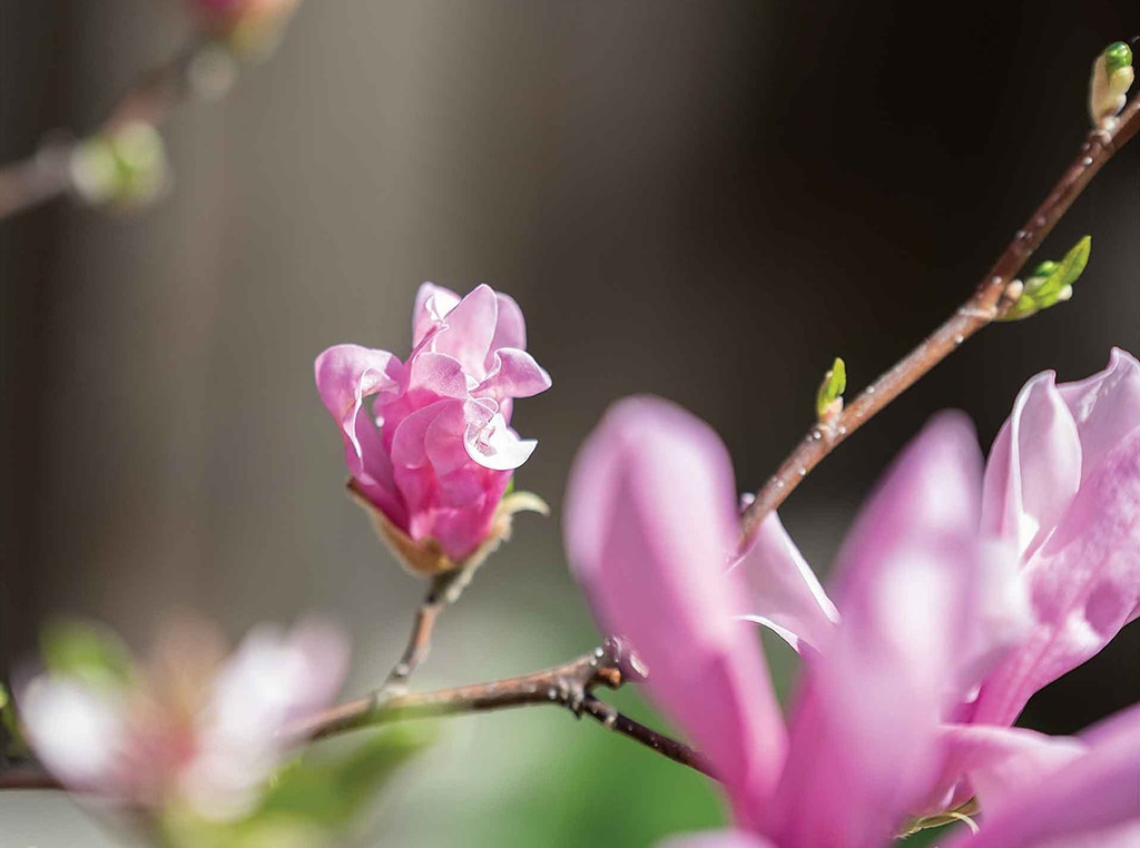 closeup of magnolia blossoms