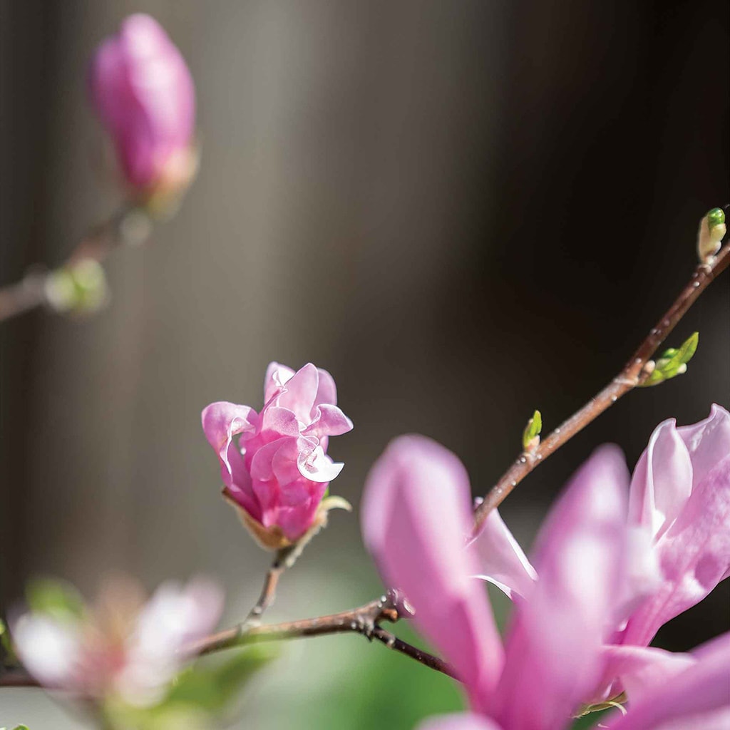 closeup of magnolia blossoms