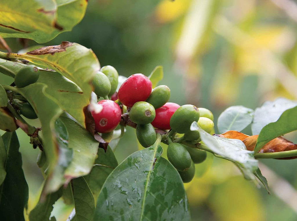 Closeup of coffee beans on branches