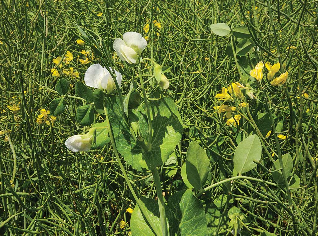 Flowers in the field