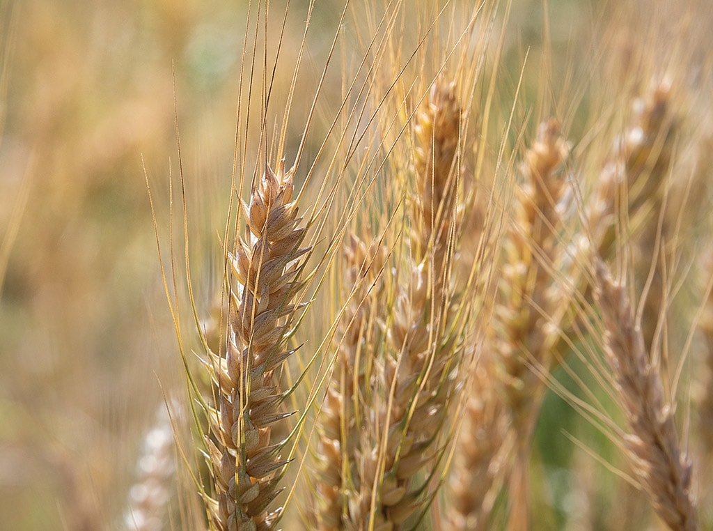 gros plan d’un plant de blé