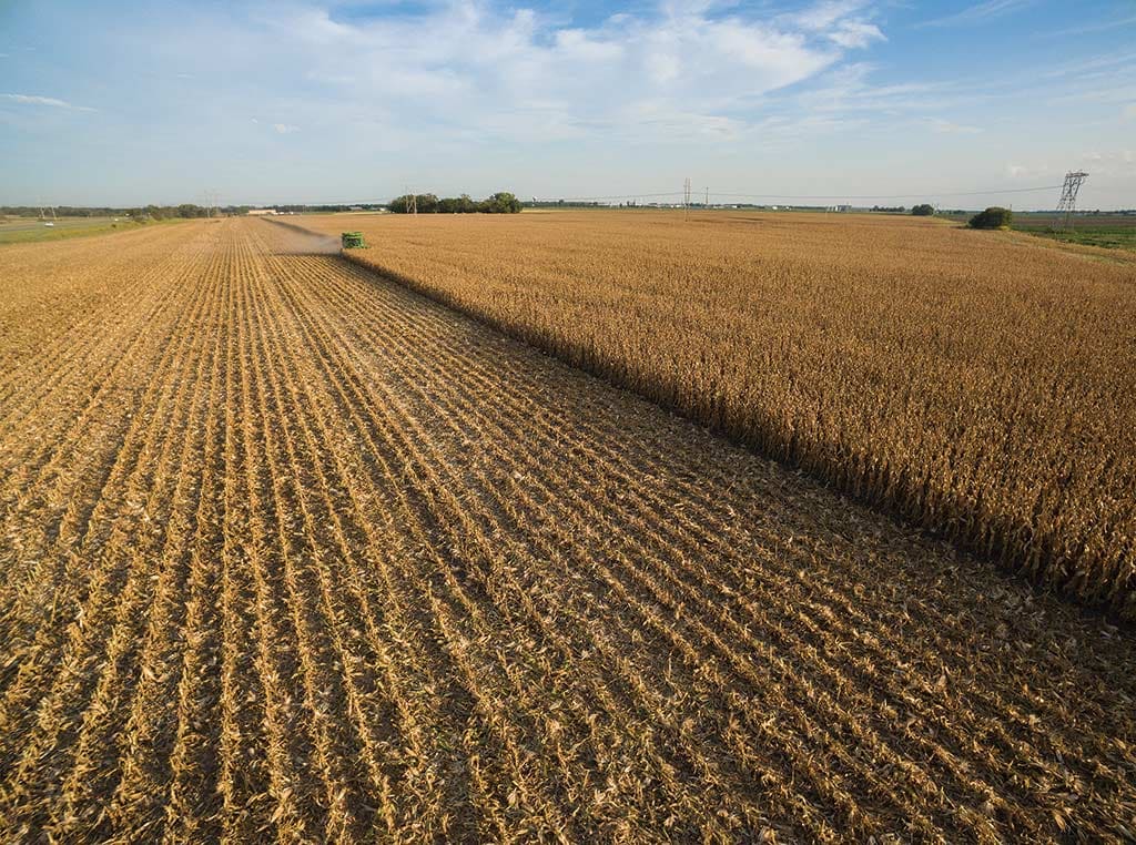 Corn field harvest